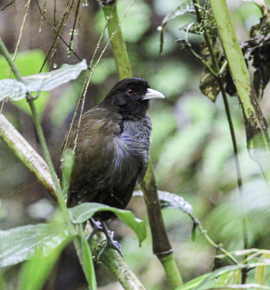 Pale-billed Antpitta - ML609598824