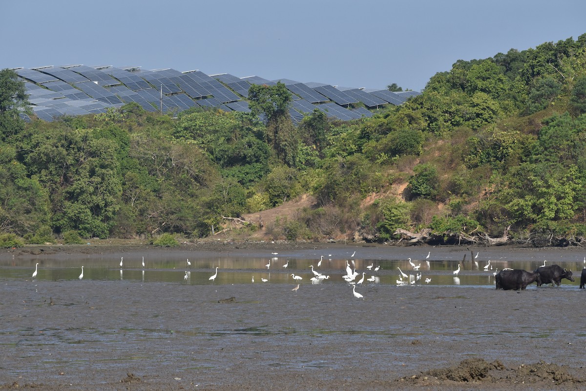 white egret sp. - ML609598840