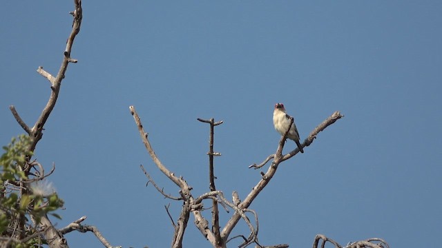 Chaplin's Barbet - ML609598919