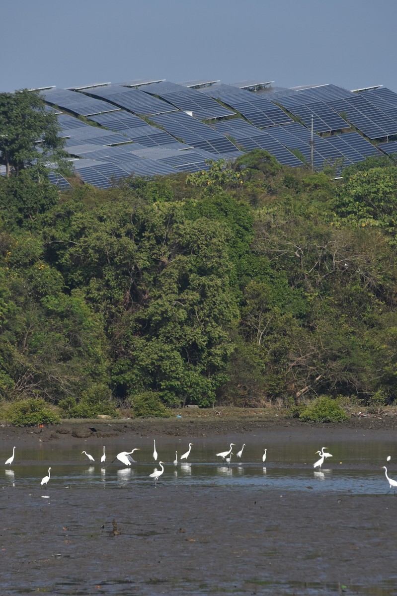 white egret sp. - Vishnu T