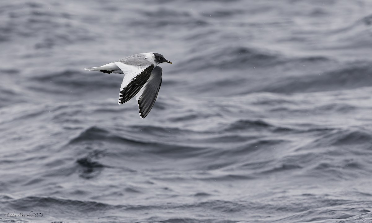 Sabine's Gull - Eddie Marsh