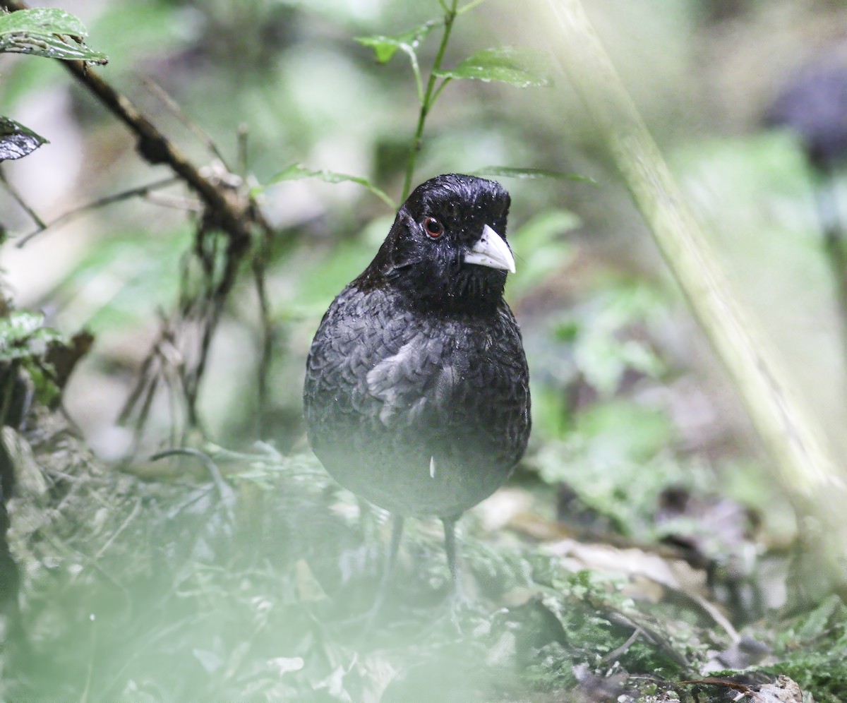 Pale-billed Antpitta - ML609598947