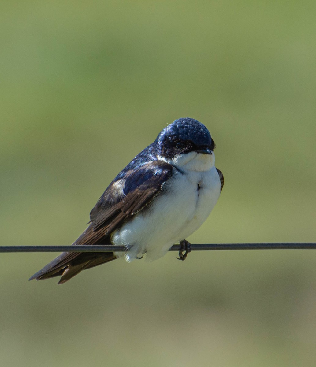 Blue-and-white Swallow - Leandro Ramirez