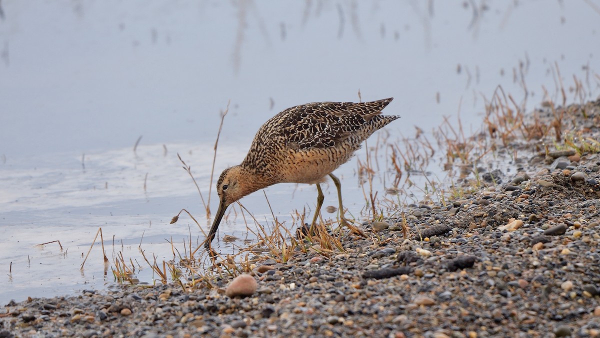 Long-billed Dowitcher - ML609598978