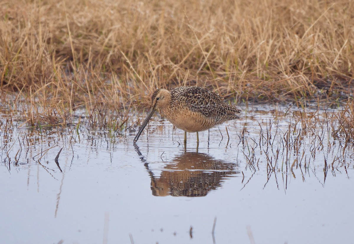Long-billed Dowitcher - ML609598979
