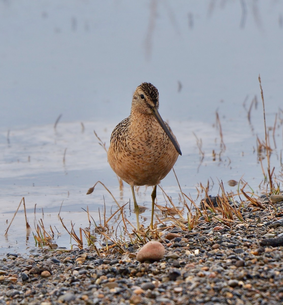 Long-billed Dowitcher - ML609598981