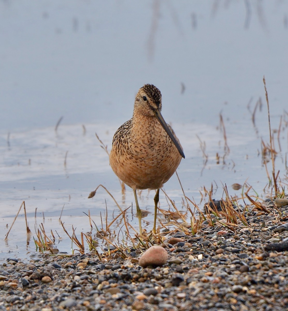 Long-billed Dowitcher - Greg Baker