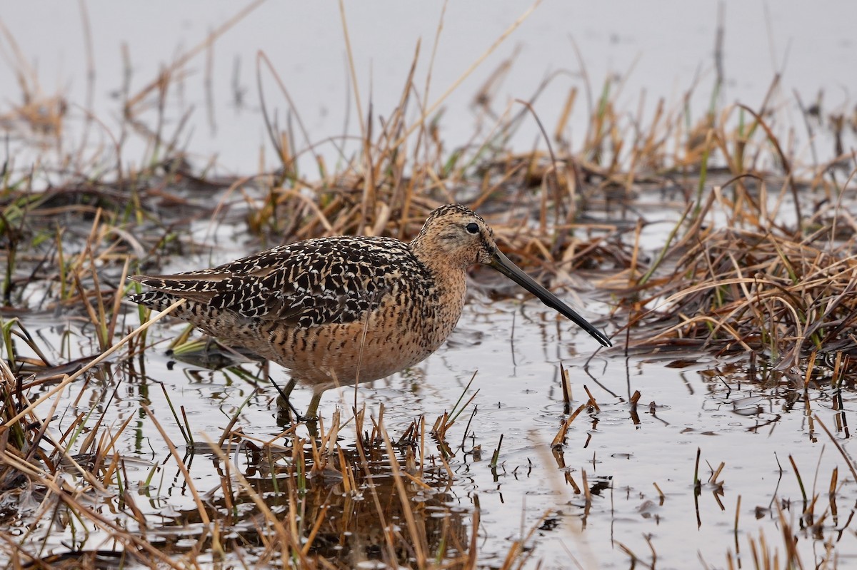 Long-billed Dowitcher - ML609598982