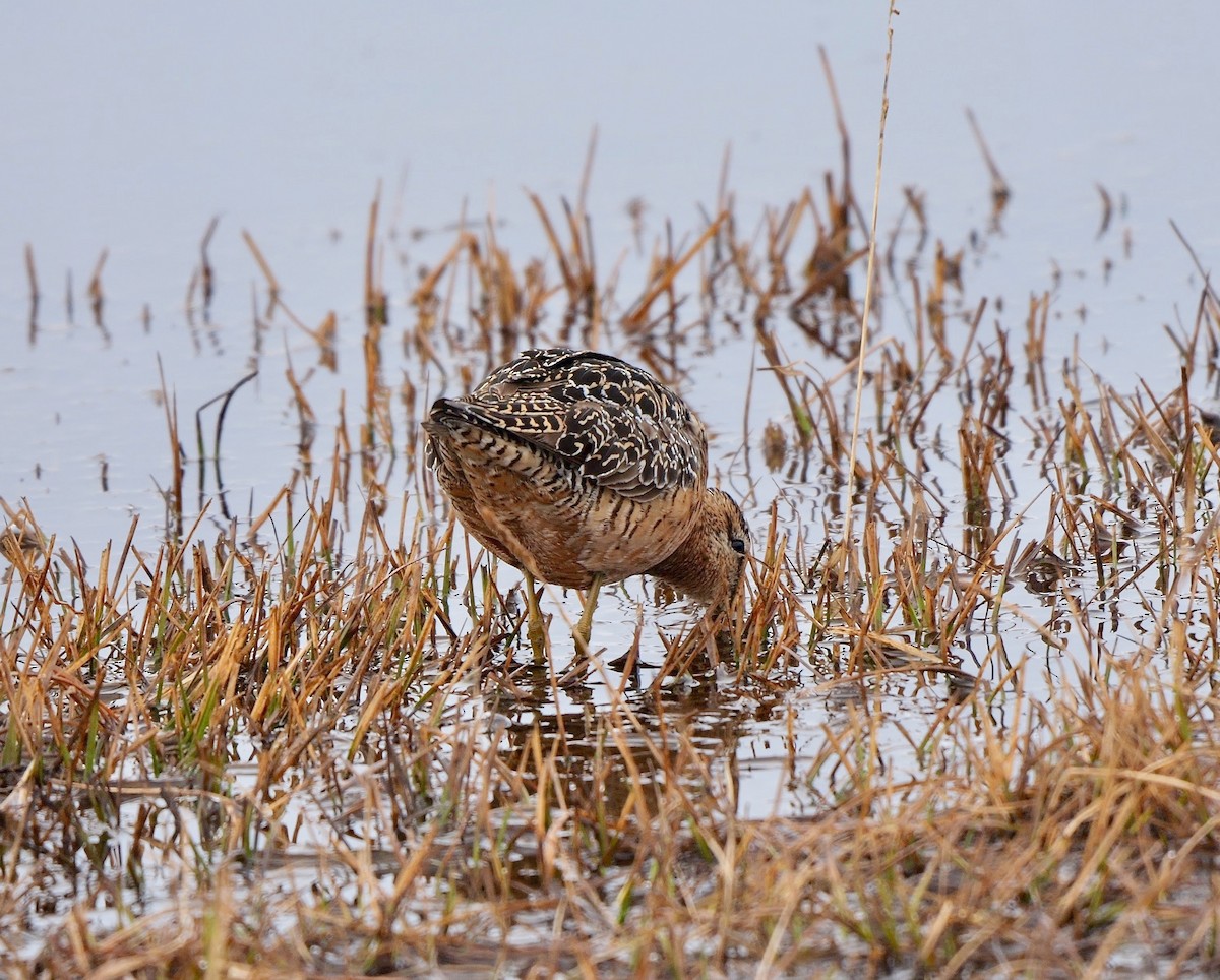 Long-billed Dowitcher - ML609598983