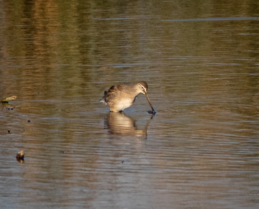 Long-billed Dowitcher - ML609599004