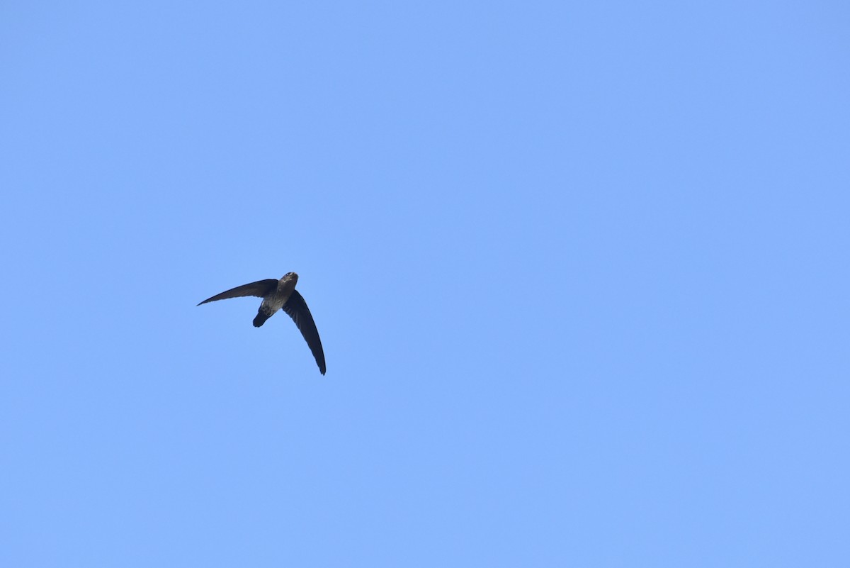 Plume-toed Swiftlet - Vishnu T