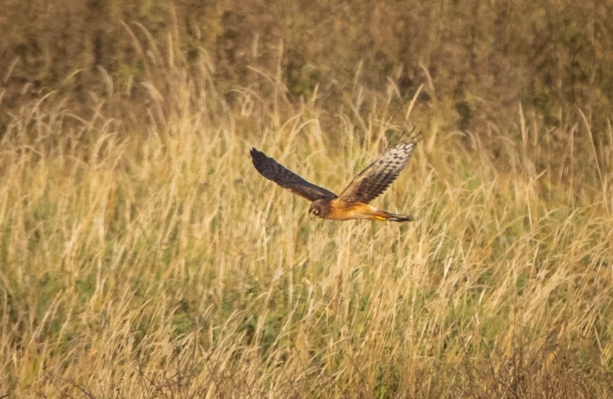 Northern Harrier - ML609599025