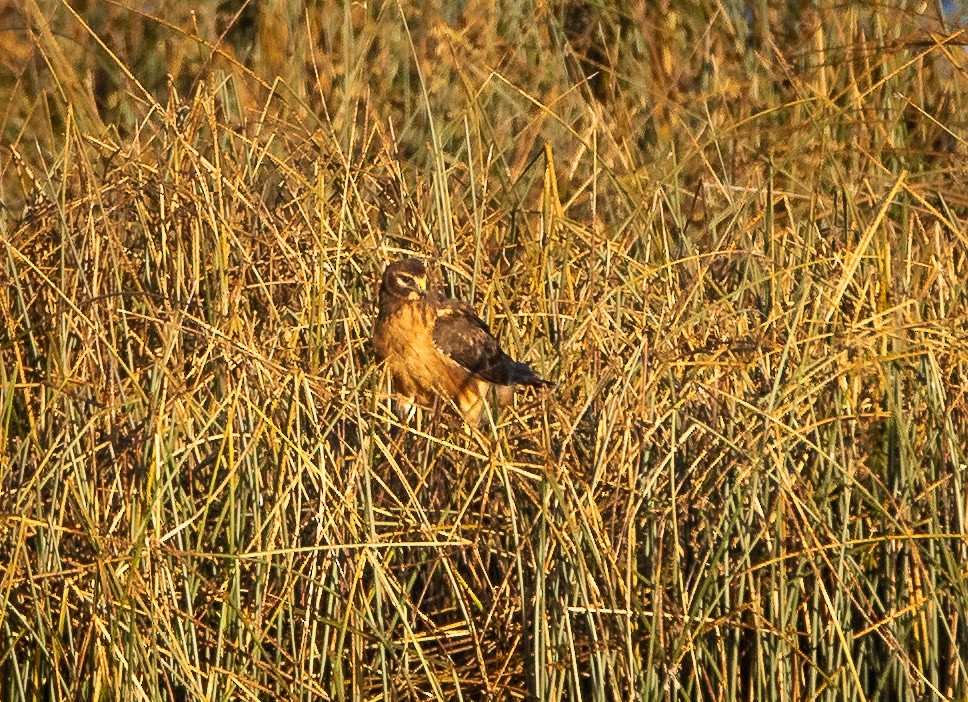 Northern Harrier - ML609599026