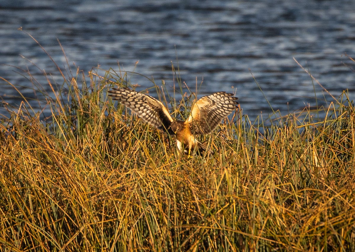 Northern Harrier - ML609599027