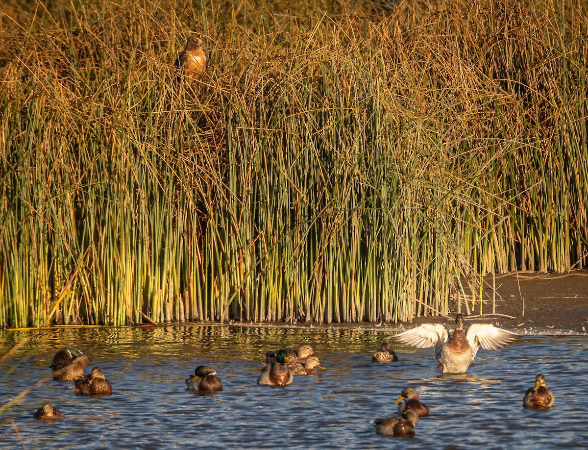 Canard colvert - ML609599031