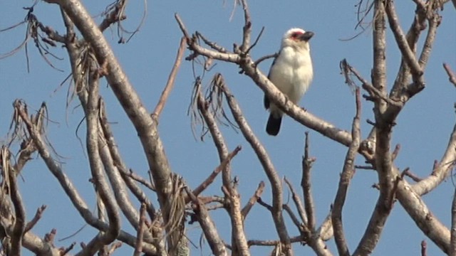 Chaplin's Barbet - ML609599035