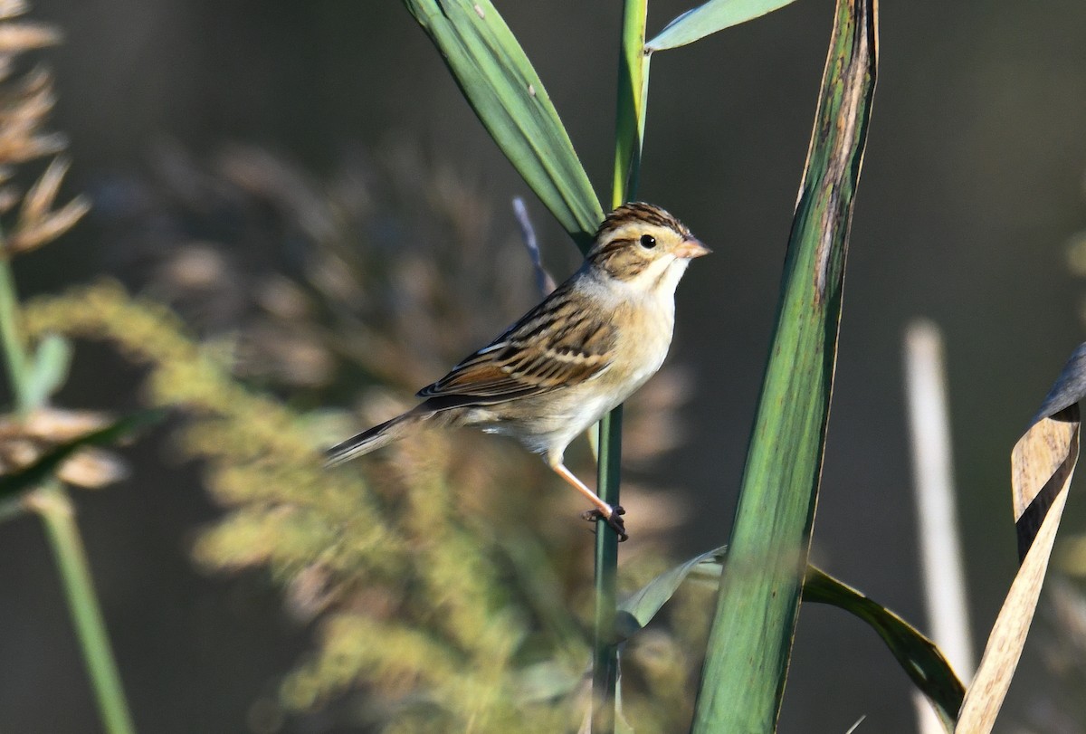 Clay-colored Sparrow - ML609599064