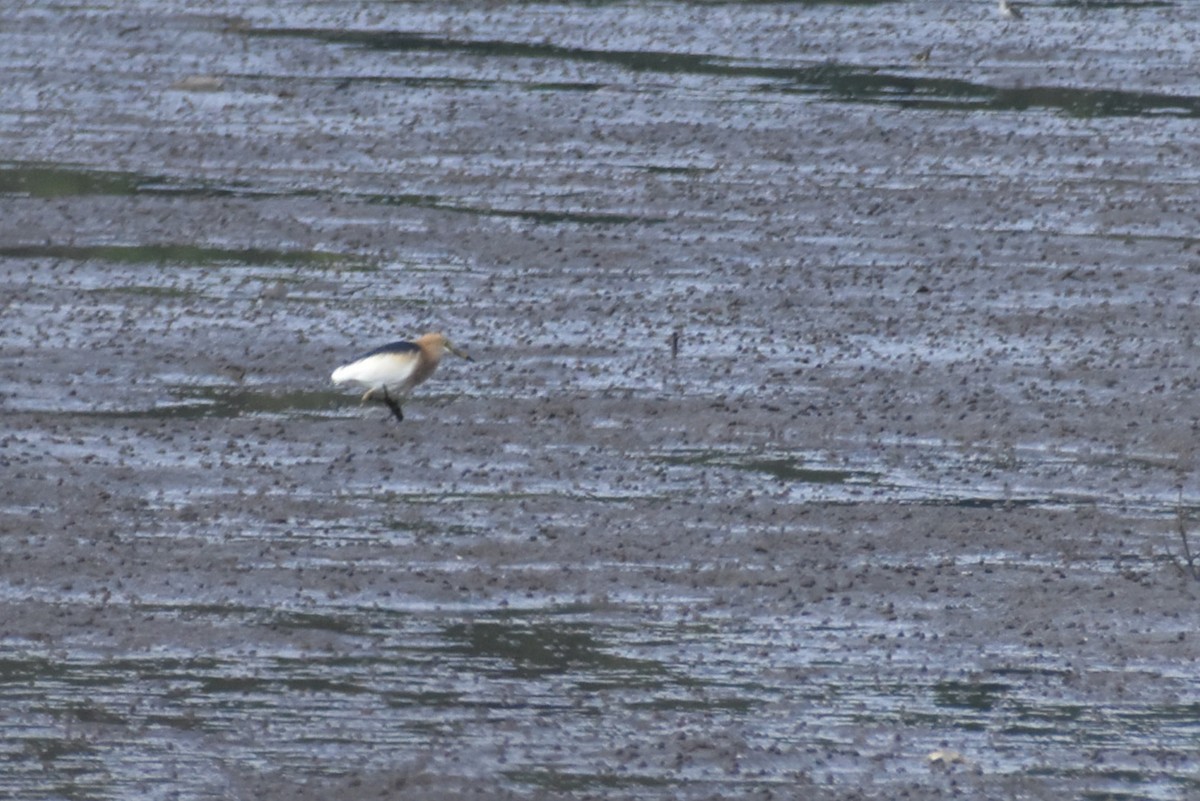 Javan Pond-Heron - ML609599086