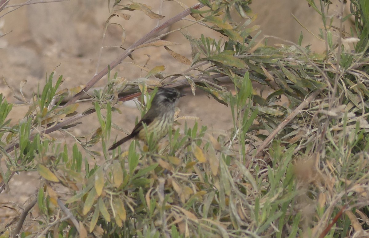 Tufted Tit-Tyrant - Juan Mauricio Contreras