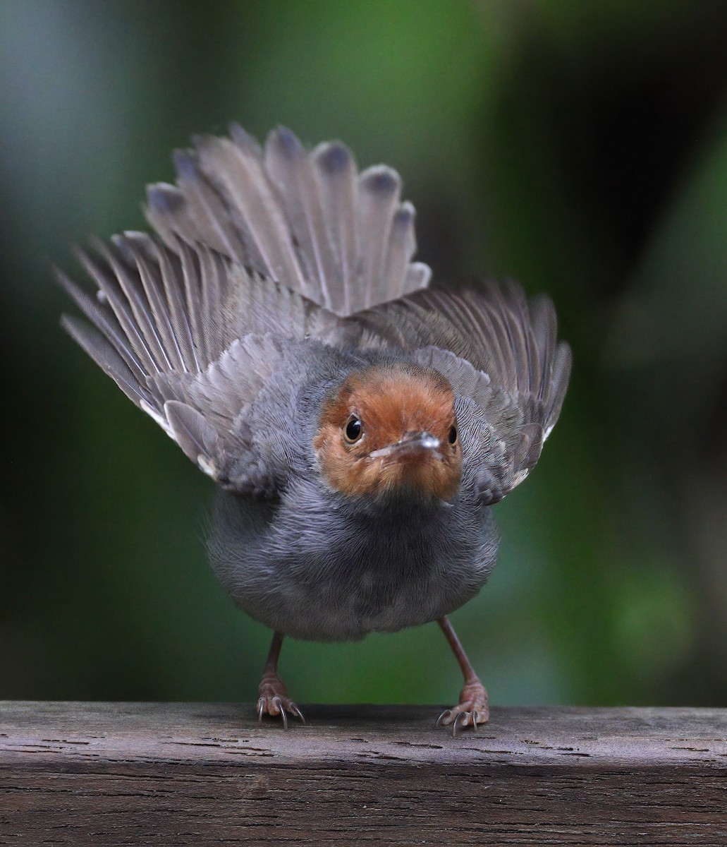 Ashy Tailorbird - sheau torng lim