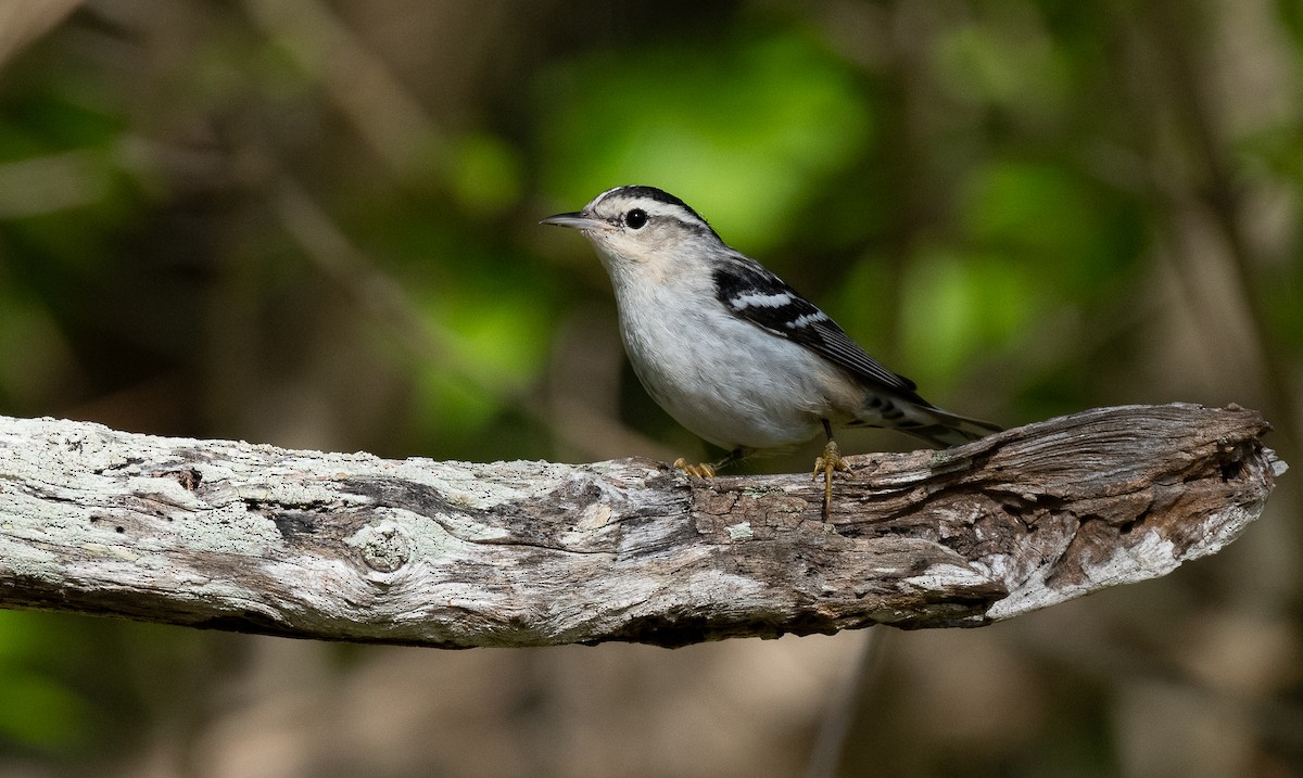 Black-and-white Warbler - ML609599172