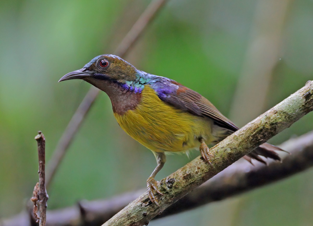 Brown-throated Sunbird - ML609599176