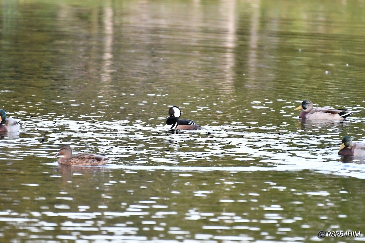 Hooded Merganser - ML609599257