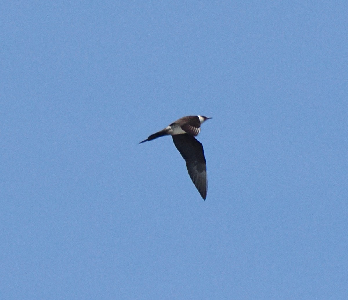 Parasitic Jaeger - ML609599263