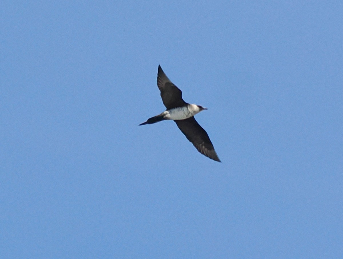 Parasitic Jaeger - ML609599264