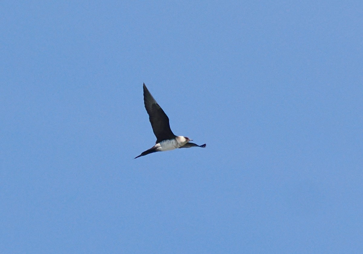 Parasitic Jaeger - Ken Glasson