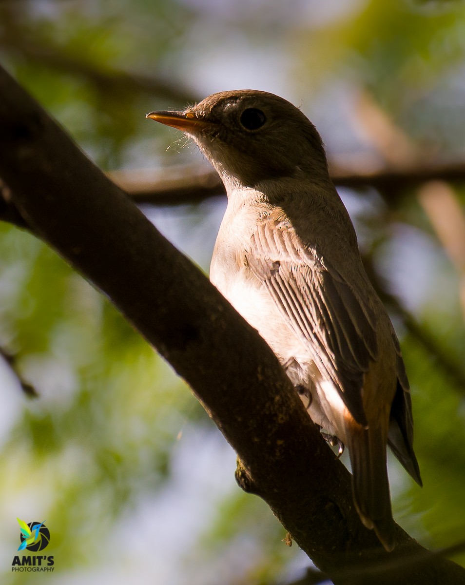 Rusty-tailed Flycatcher - Amit Sharma