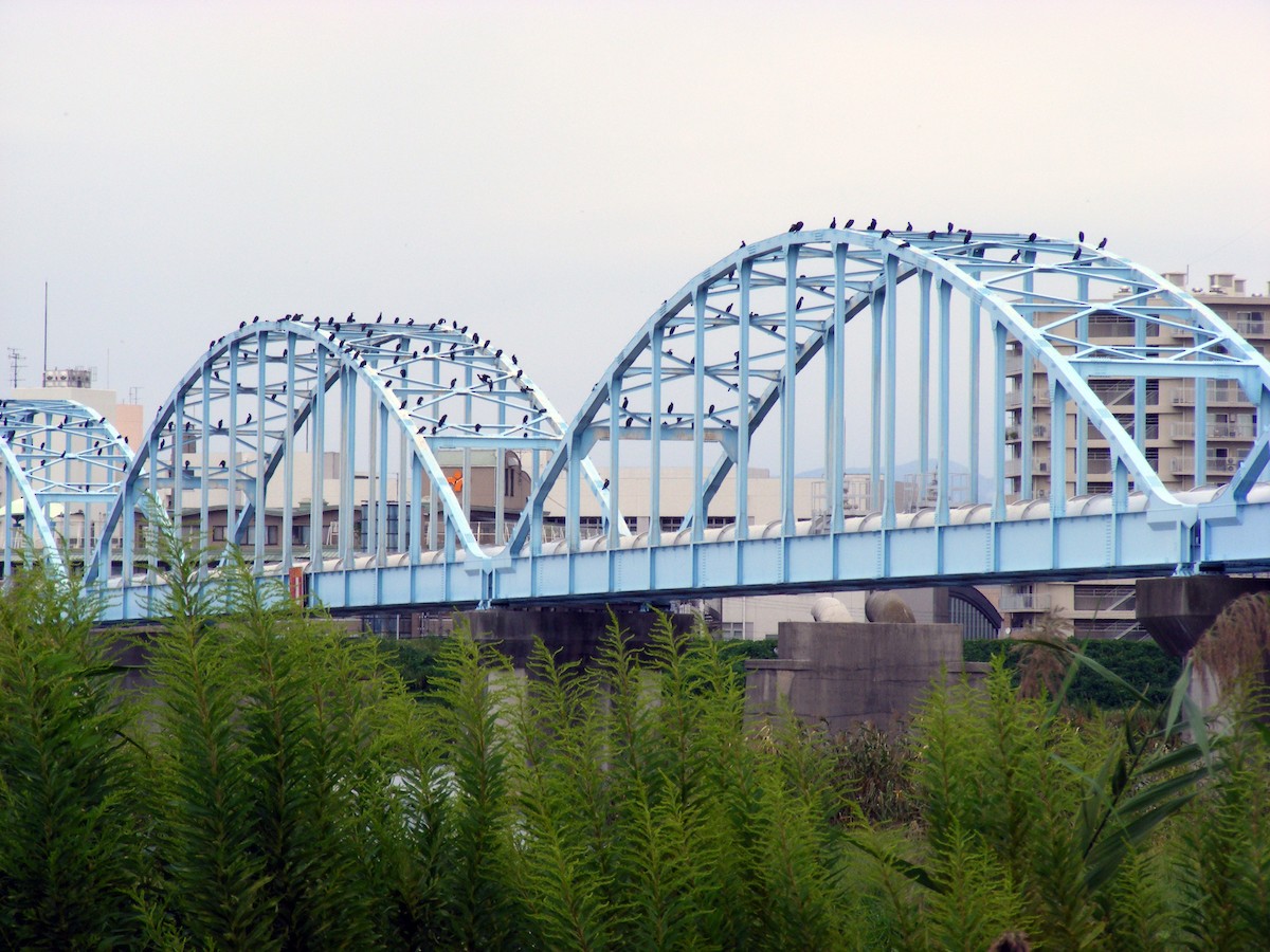 Great Cormorant - ML609599466