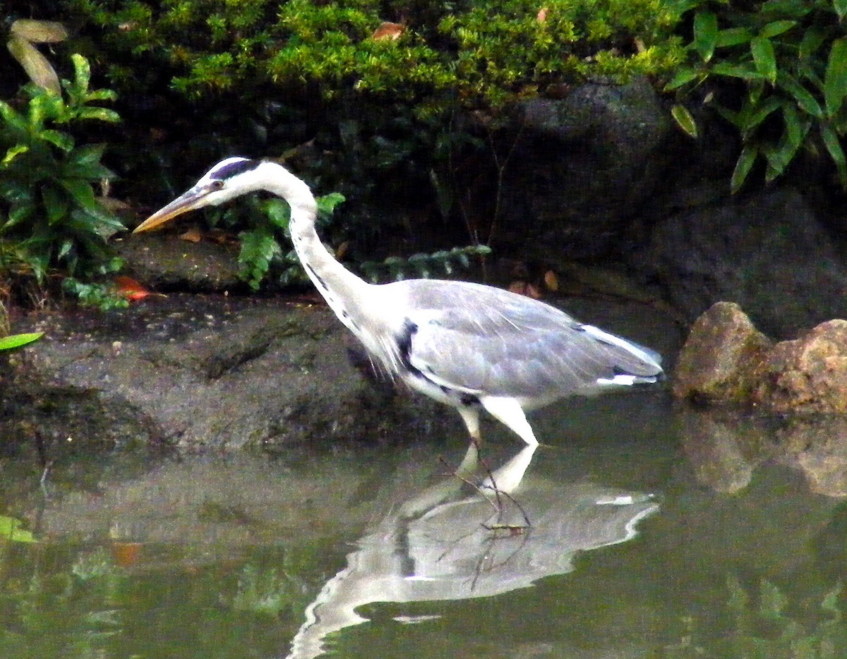 Gray Heron - ML609599468