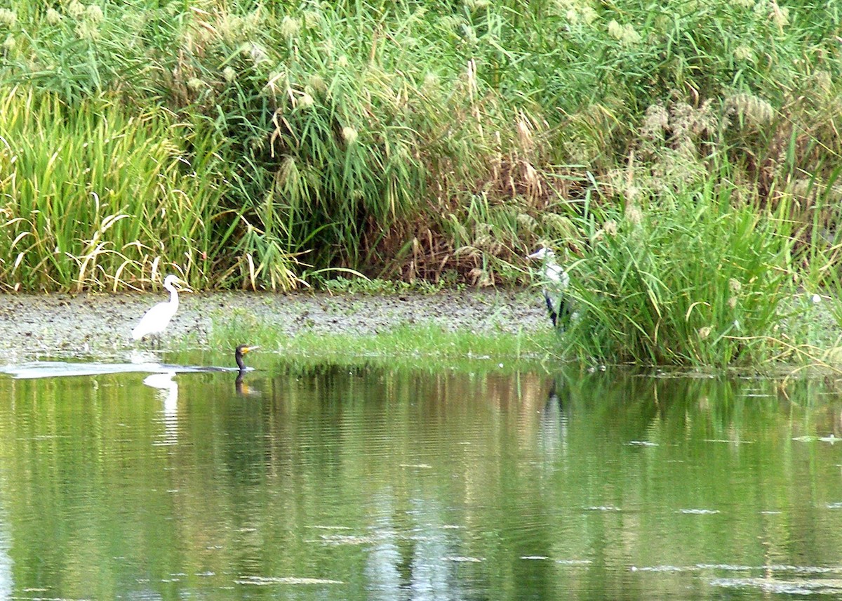 Little Egret - ML609599471