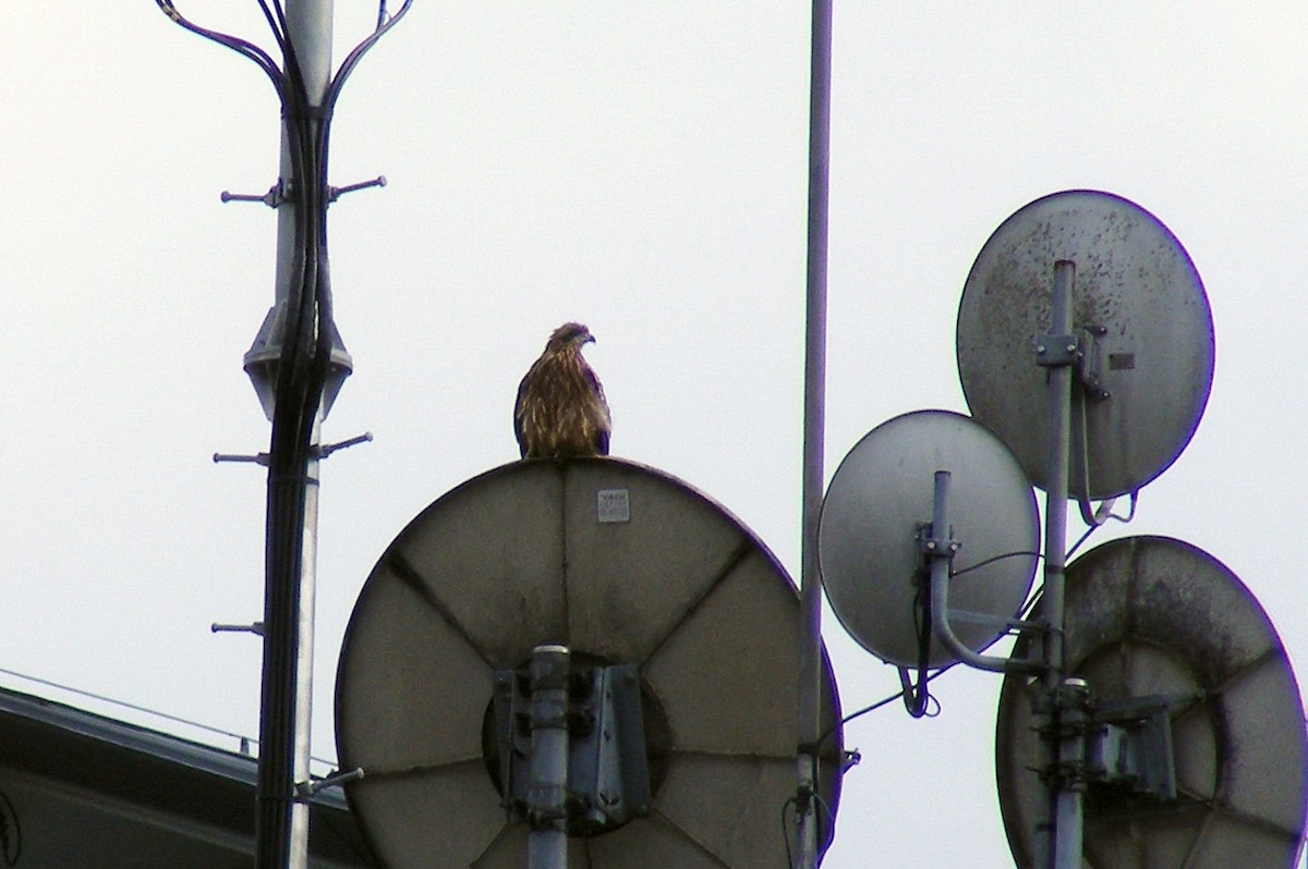 Black Kite - ML609599475