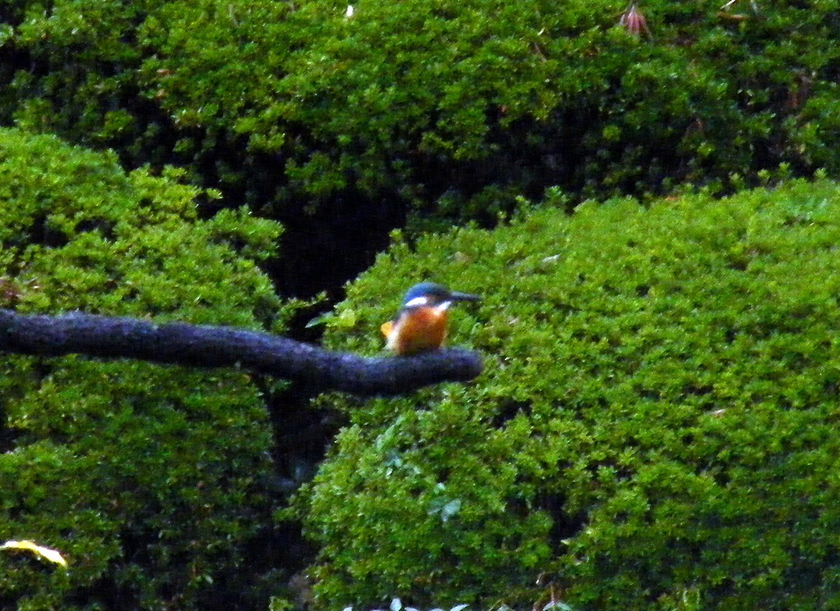 Common Kingfisher - ML609599479