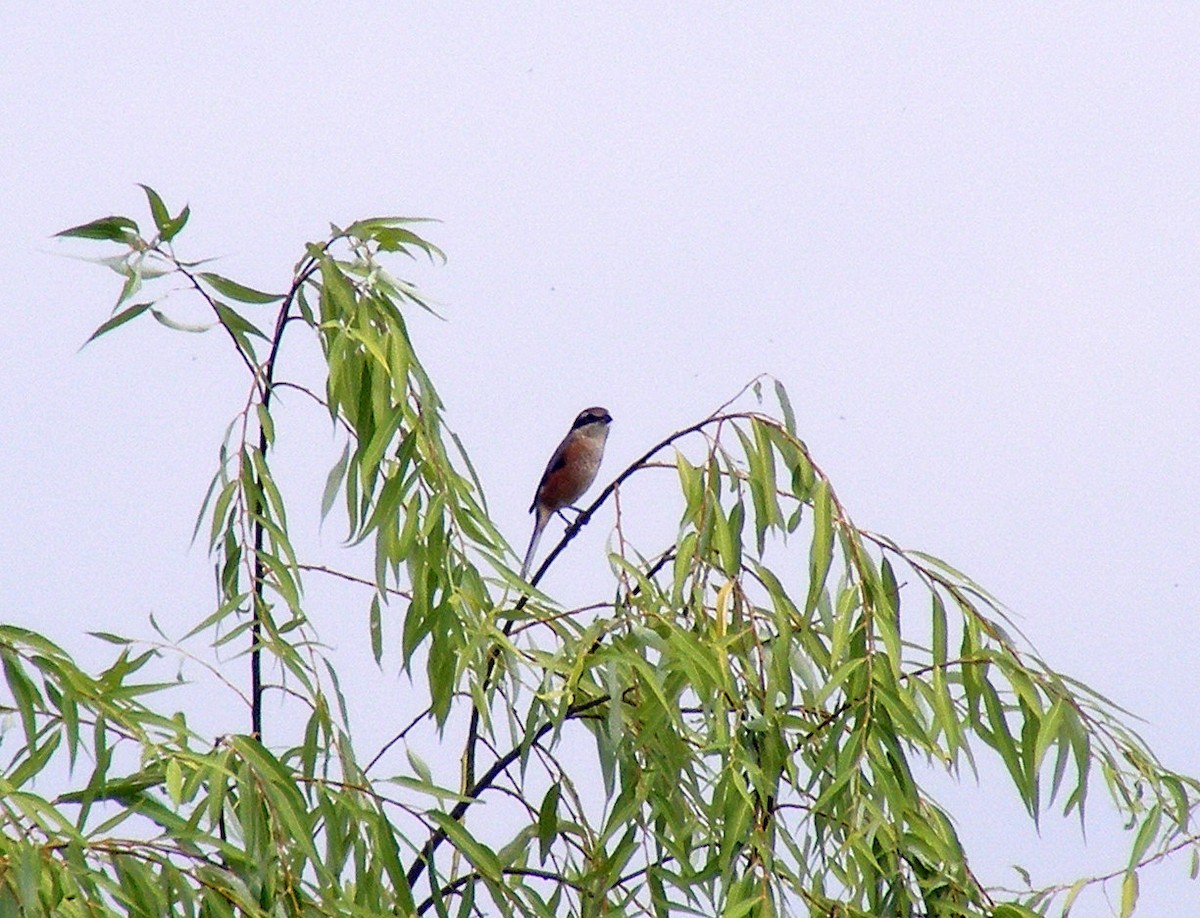Bull-headed Shrike - ML609599487