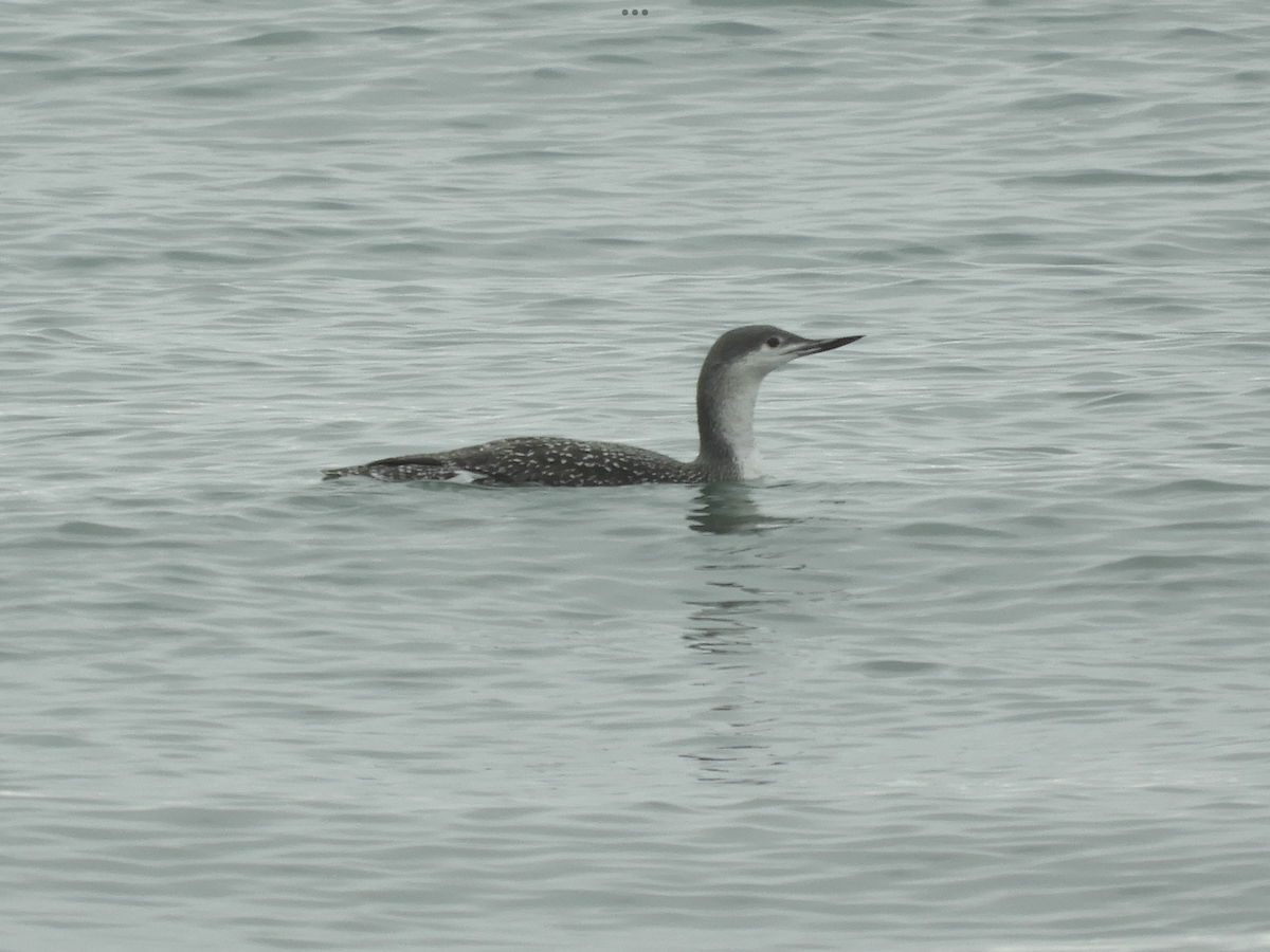 Red-throated Loon - ML609599488