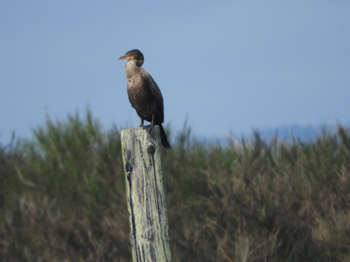 Double-crested Cormorant - Cherie St.Ours