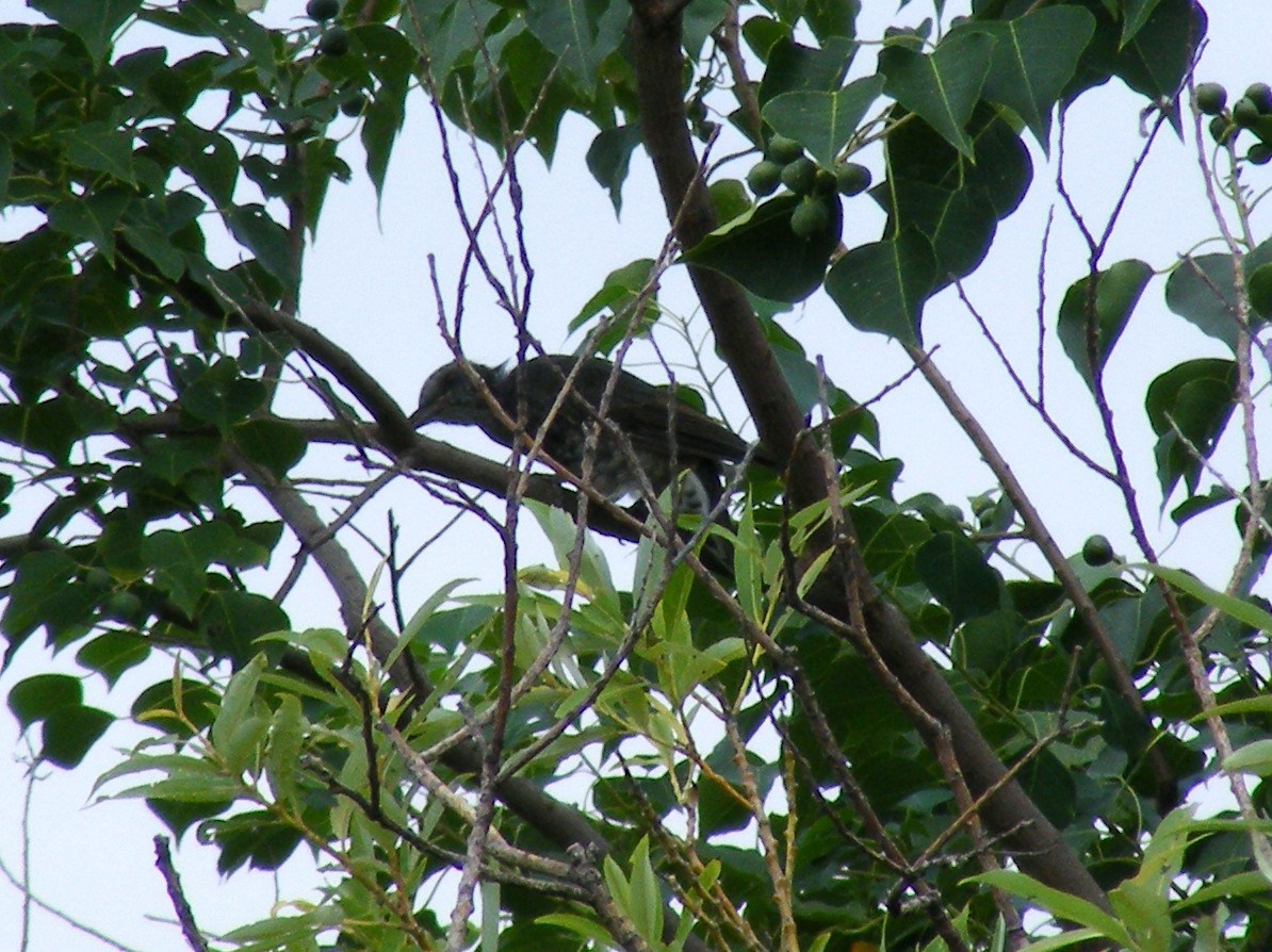 Brown-eared Bulbul - ML609599495
