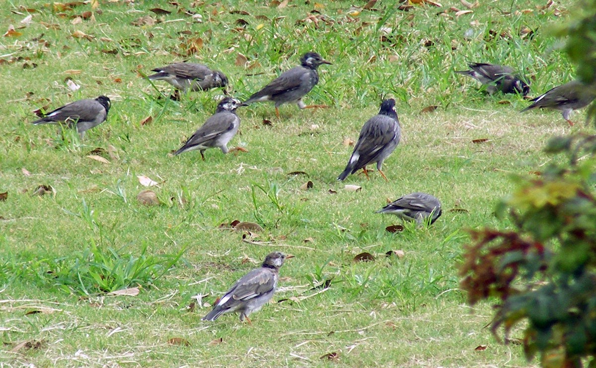 White-cheeked Starling - ML609599501