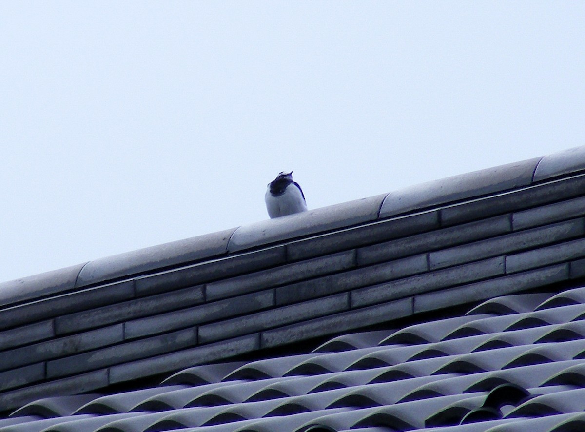 Japanese Wagtail - ML609599502