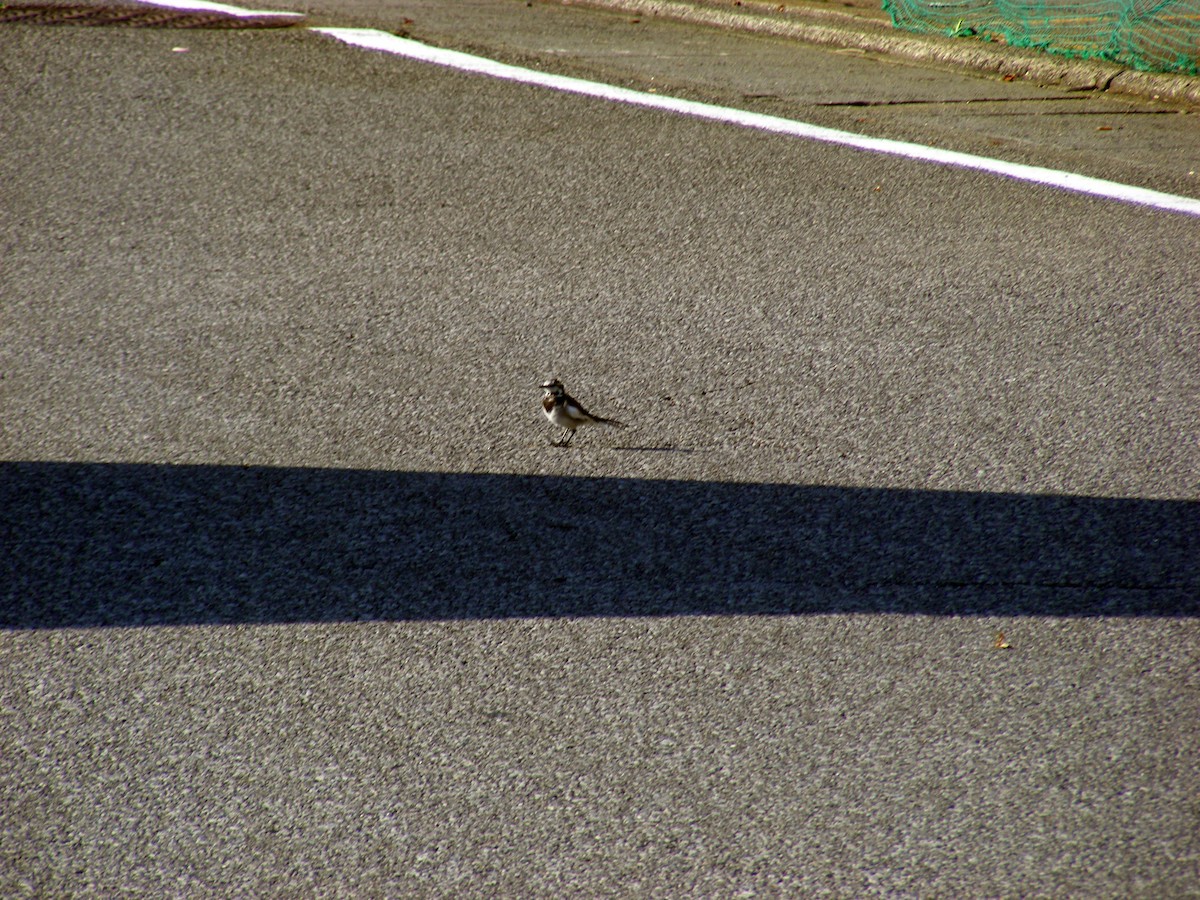White Wagtail - ML609599507