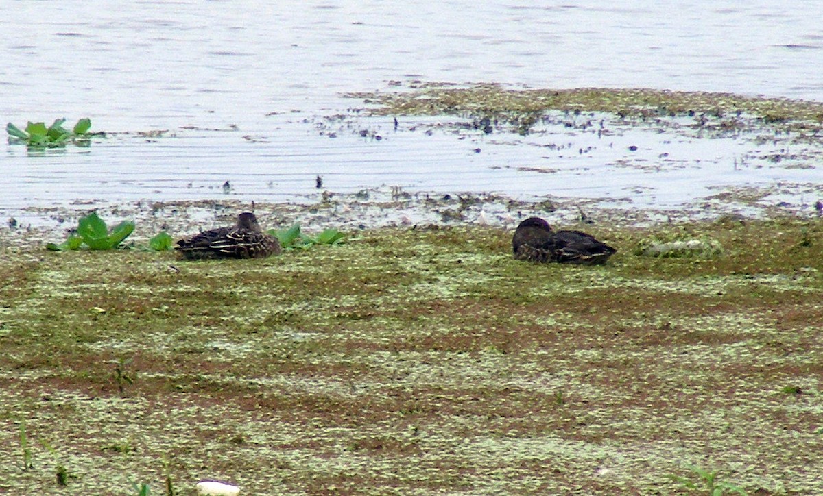 duck sp. - ML609599519