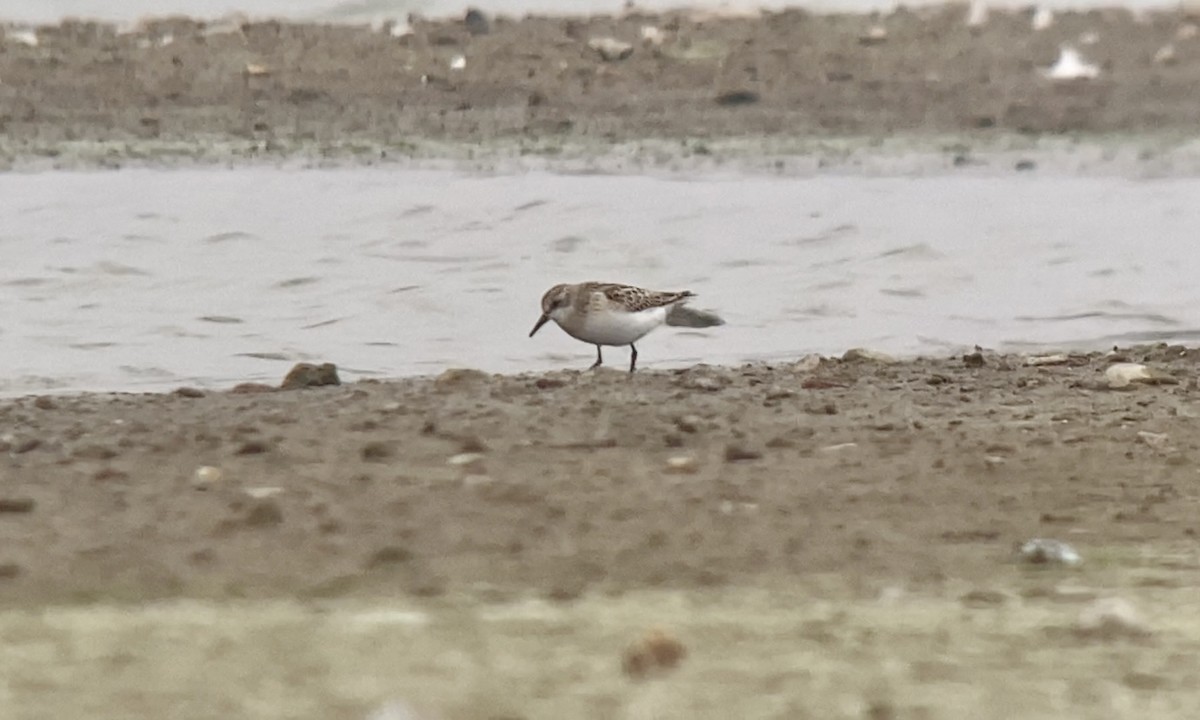 Little Stint - ML609599536