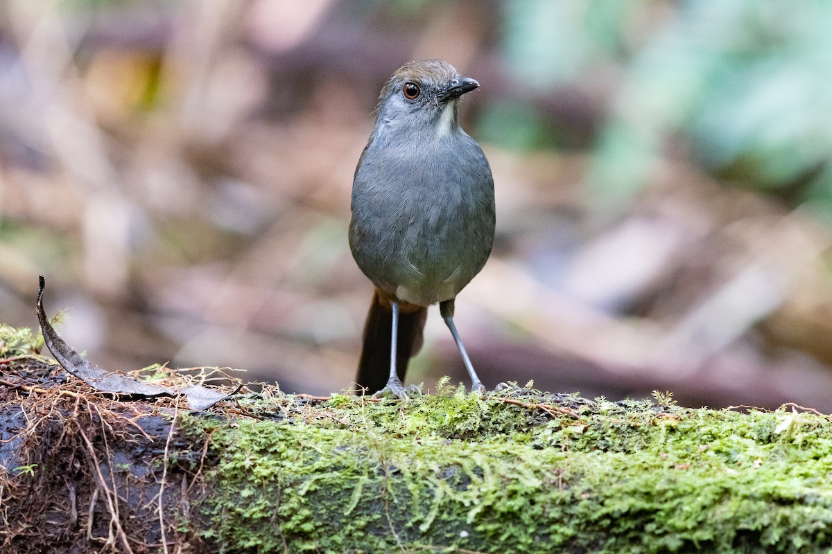 Bagobo Robin - ML609599573