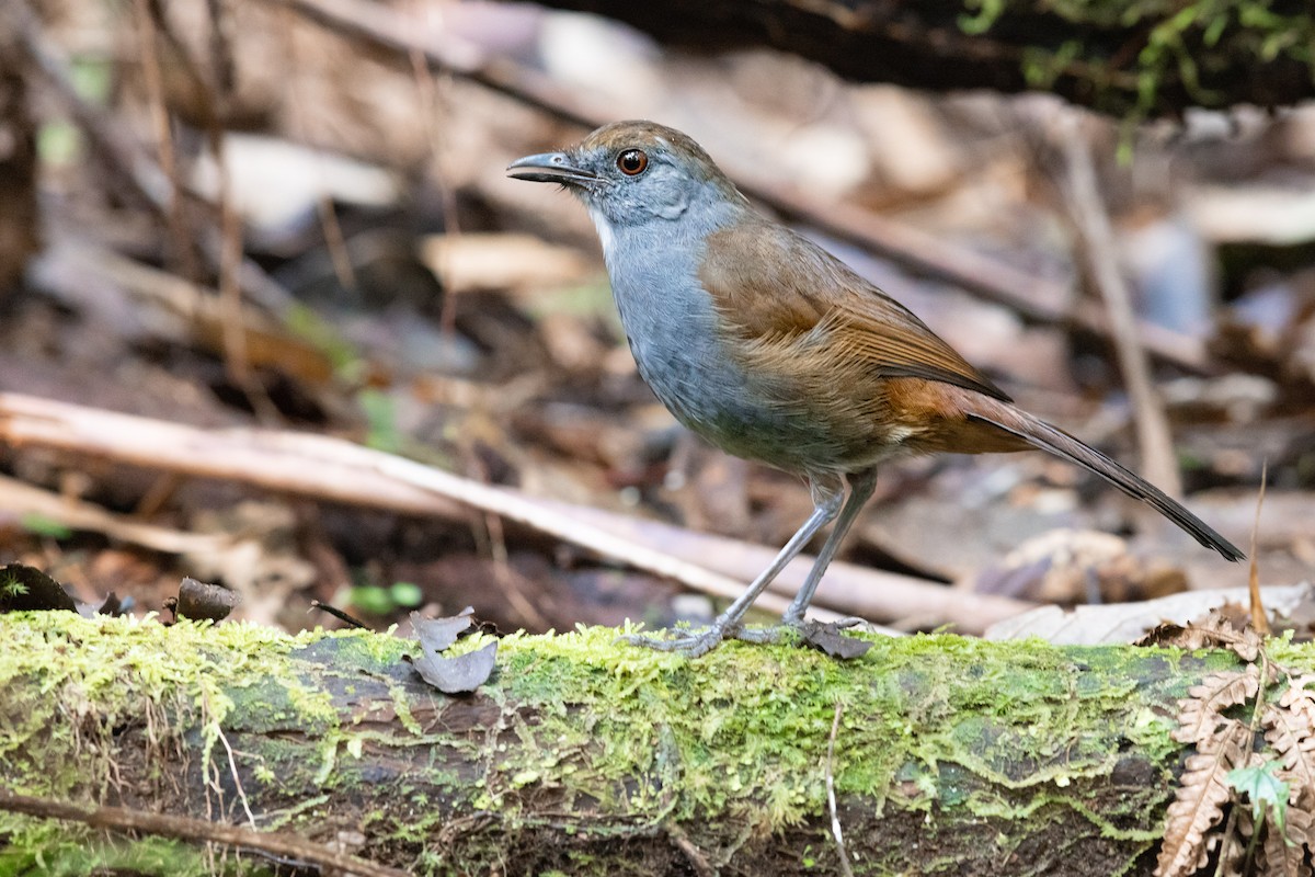 Bagobo Robin - ML609599574