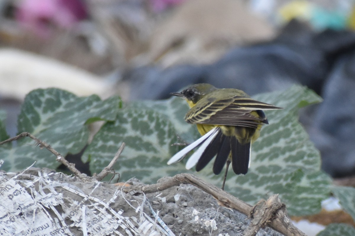 Eastern Yellow Wagtail - Vishnu T