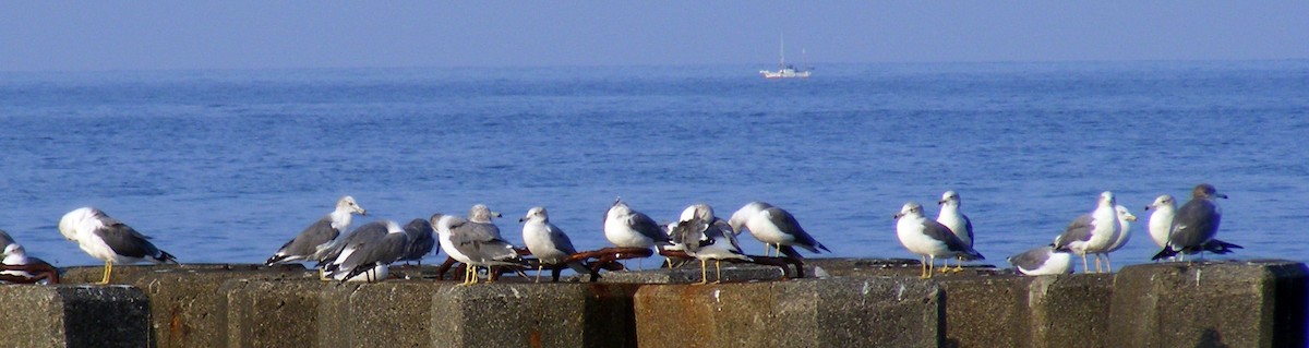 Black-tailed Gull - ML609599645