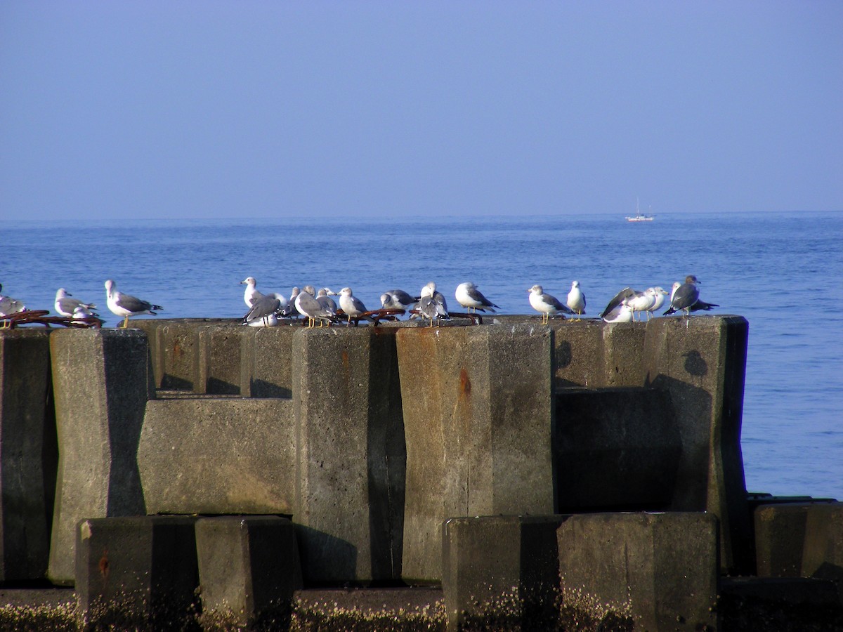 Black-tailed Gull - ML609599646